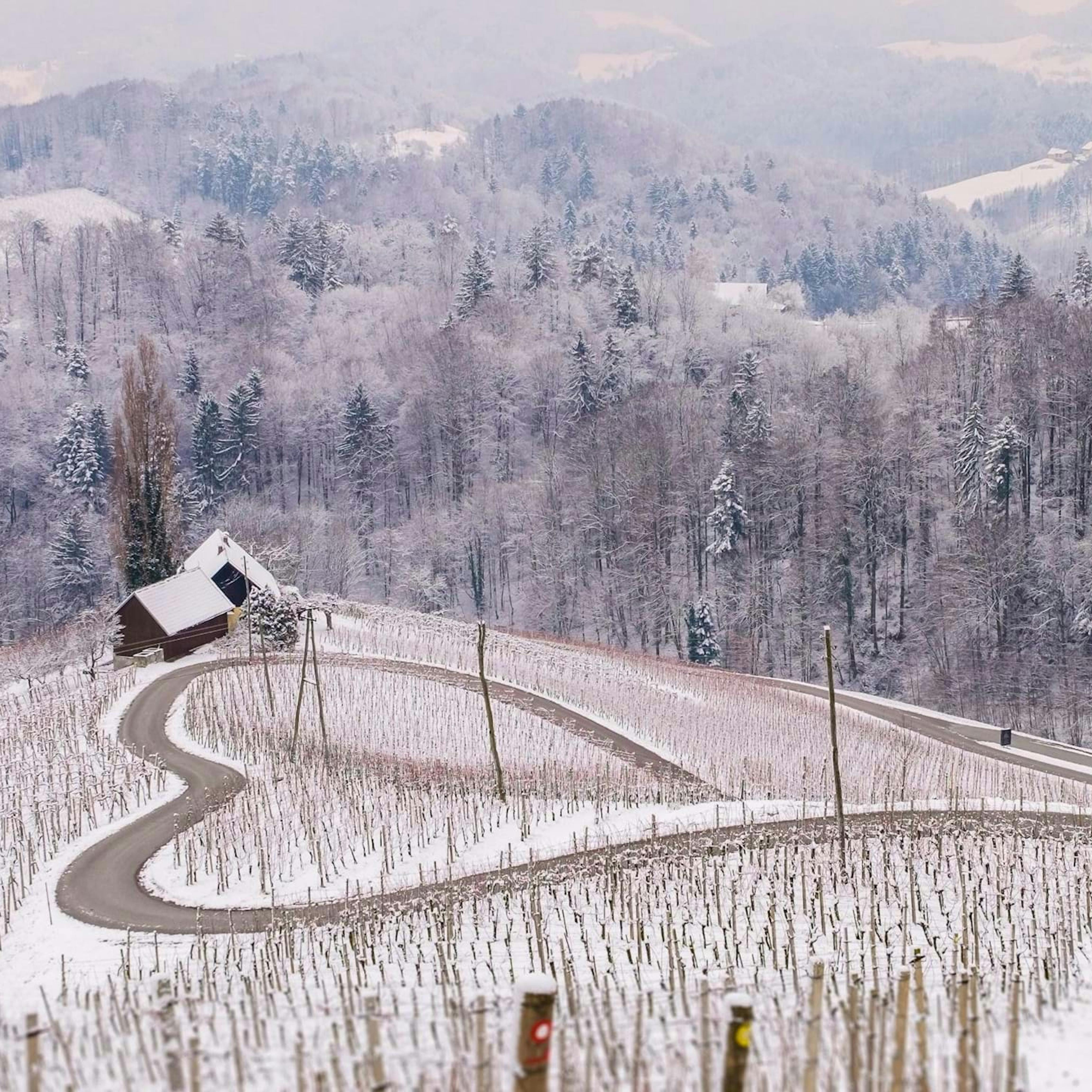 Heart among the Vineyards